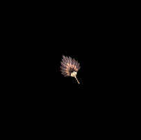 武器代号0066